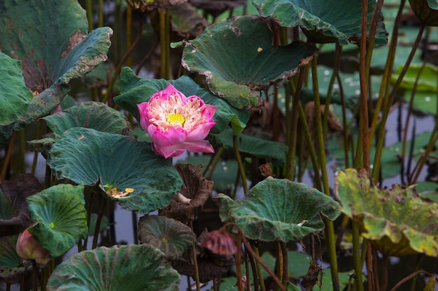 Pełny różowy liść lotosu, otoczony liściem lotosu