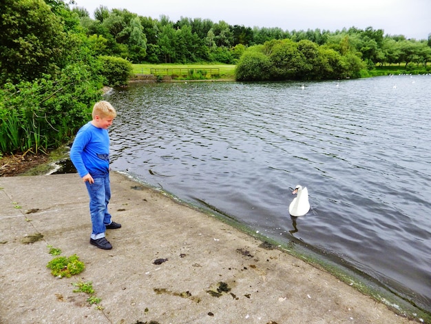 Pełny widok boczny chłopca patrzącego na łabędzia pływającego w jeziorze