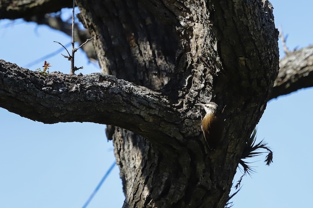 Pełzacz wąskodzioby (Lepidocolaptes angustirostris)