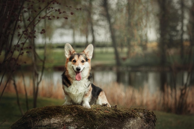 Pembroke Corgi Pies Na Spacerze Pies Na Zewnątrz śliczny Pies