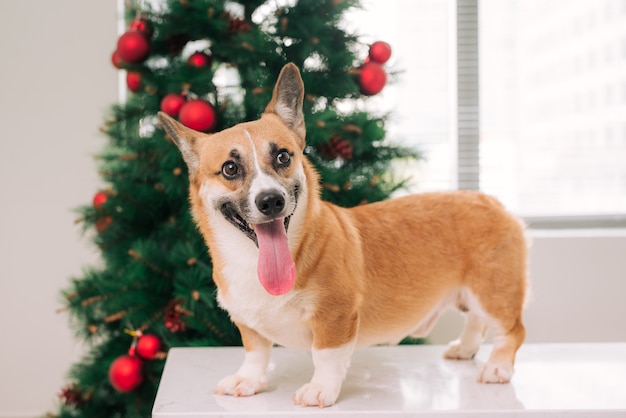 Pembroke Corgi W Domu Ozdobionym Choinką. Wesołych świąt I Wigilii