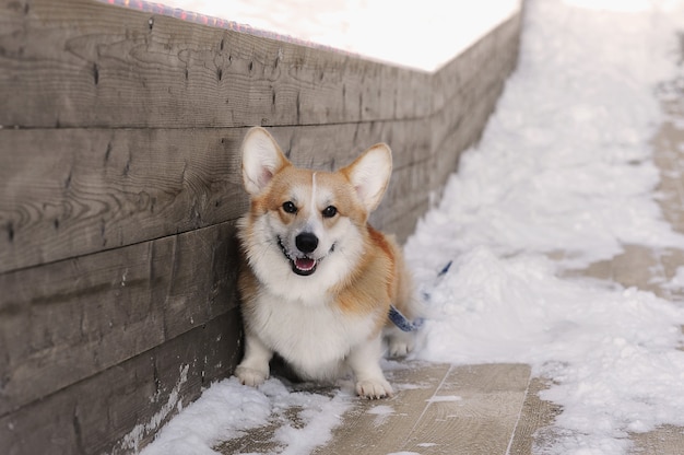 Pembroke welsh corgi dog w śniegu