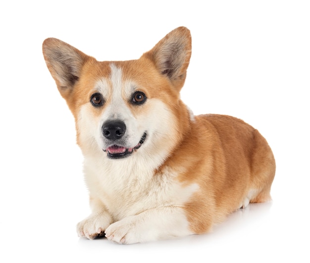 Pembroke Welsh Corgi na białym tle