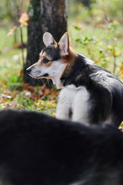 Zdjęcie pembroke welsh corgi na spacerze portret psa w jesieni w parku