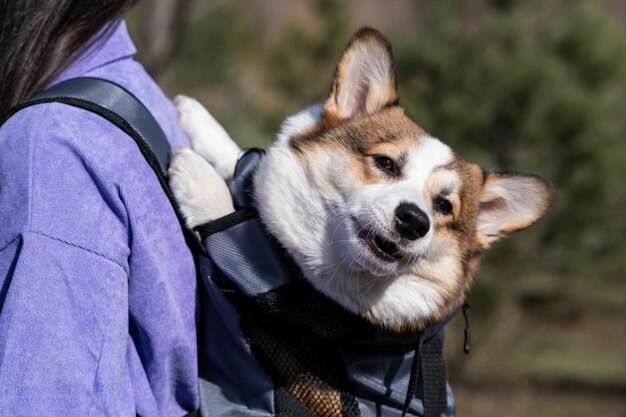 Pembroke Welsh Corgi szczeniak w specjalnym plecaku na plecach dziewcząt Spacer w słoneczny dzień w miejskim parku Szczęśliwy mały pies Opieka koncepcja życia zwierzęcego