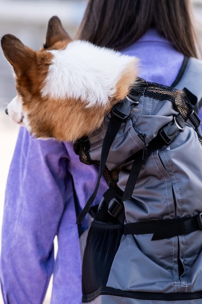Pembroke Welsh Corgi szczeniak w specjalnym plecaku na plecach dziewcząt Spacer w słoneczny dzień w parku miejskim Szczęśliwy mały pies Pojęcie opieki nad życiem zwierząt