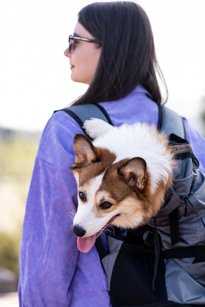 Pembroke Welsh Corgi szczeniak w specjalnym plecaku na plecach dziewcząt wyciąga język i patrzy na bok chodzi w słoneczny dzień w miejskim parku szczęśliwy mały pies koncepcja opieki o życie zwierzęce