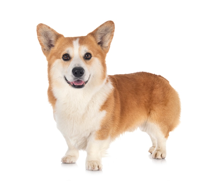 Zdjęcie pembroke welsh corgi