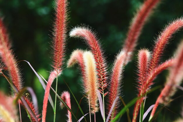 Pennisetum Feather lub Trawa fontannowa lub Pennisetum Setaceum rosnące na polu