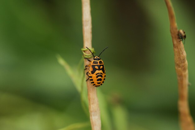 Pentatomidae Eurydema dominulus Dorosły nimfa w stadium końcowym Nimfa Tarcza w ogrodzie Selektywne skupienie