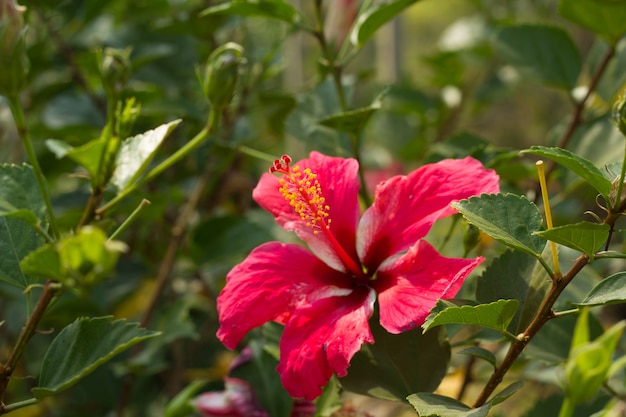 Perfect Red Hibiscus Blossom.