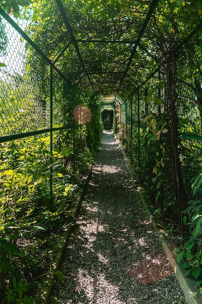 Pergola pokryta roślinami Długi tunel do wspinania się roślin w słoneczny dzień Baldachim wykonany z metalu en