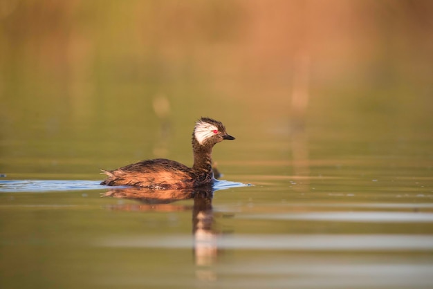 Perkoz czubaty biały Rollandia rolland La Pampa Argentina