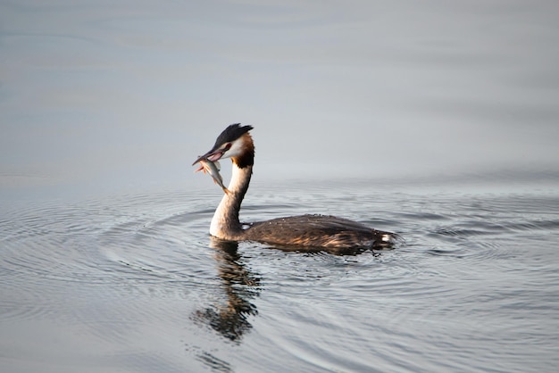 Perkoz dwuczuby jedzący rybę na mokradłach Haff Reimech w Luksemburgu, Podiceps cristatus