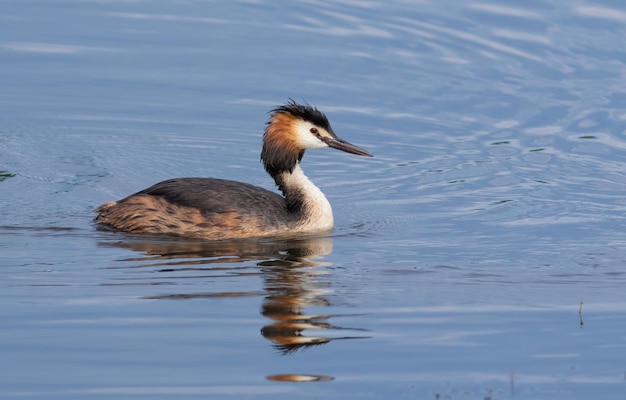 Perkoz dwuczuby Podiceps cristatus Ptak pływający po rzece