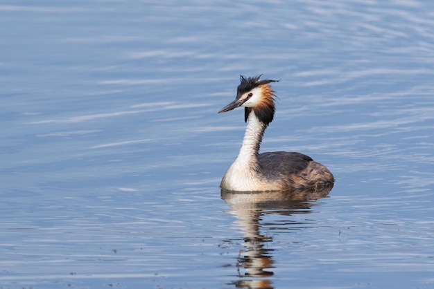 Perkoz dwuczuby Podiceps cristatus Ptak pływający po rzece