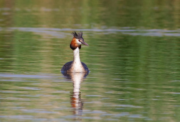 Perkoz dwuczuby Podiceps cristatus Ptak unosi się nad rzeką rano