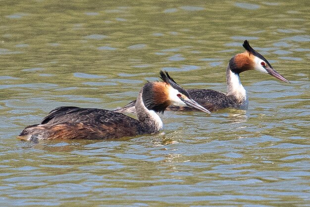 Perkoz dwuczuby Podiceps cristatus znany ze swojego wyszukanego wspólnego pokazu godowego w Aiguamolls Emporda Girona Hiszpania