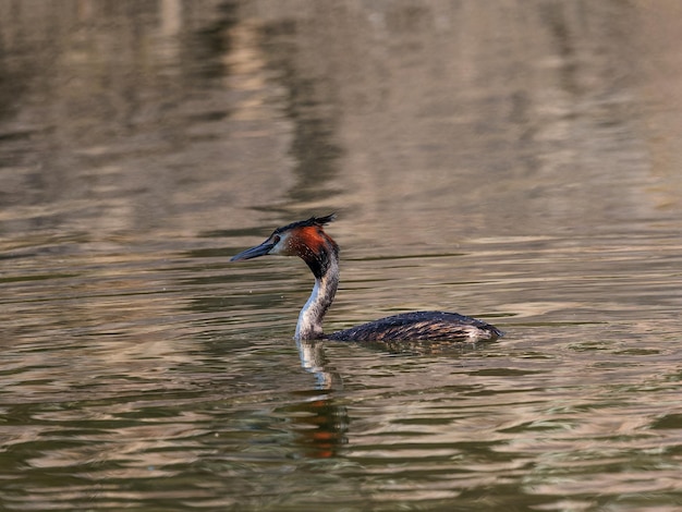 Perkoz dwuczuby Podiceps cristatus