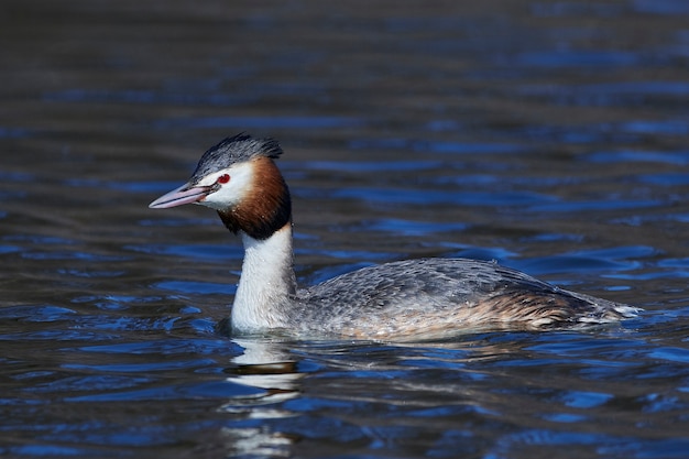 Perkoz Dwuczuby (podiceps Cristatus)