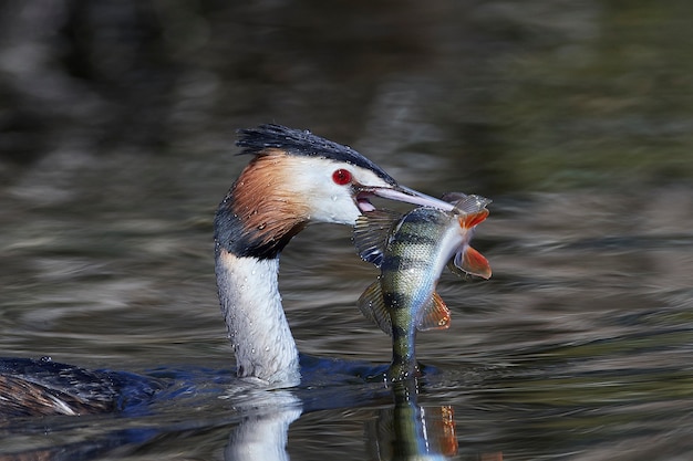 Perkoz dwuczuby (Podiceps cristatus)