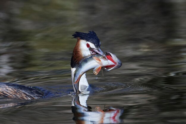 Perkoz dwuczuby Podiceps cristatus