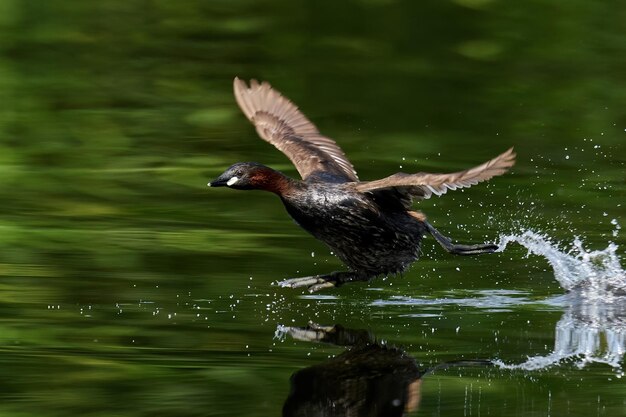 Perkoz mały Tachybaptus ruficollis