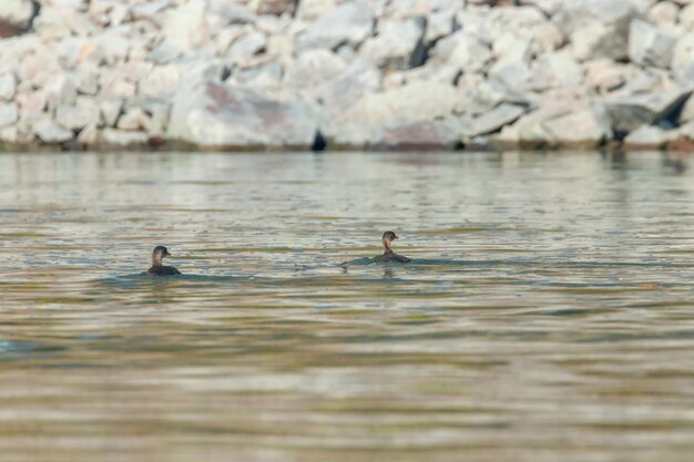 Perkoz w wodzie (Tachybaptus ruficollis)