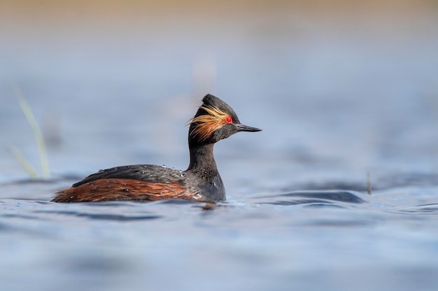 perkoz zausznik lub perkoz uszaty Podiceps nigricollis Toledo Hiszpania