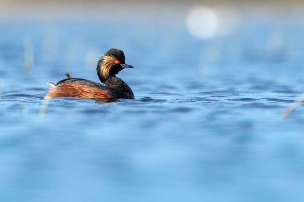 perkoz zausznik lub perkoz uszaty Podiceps nigricollis Toledo Hiszpania