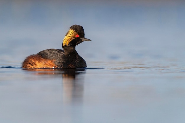 perkoz zausznik lub perkoz uszaty Podiceps nigricollis Toledo Hiszpania