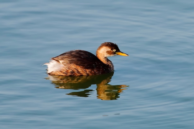 Perkozek Tachybaptus ruficollis Piękne ptaki Tajlandii w stawach