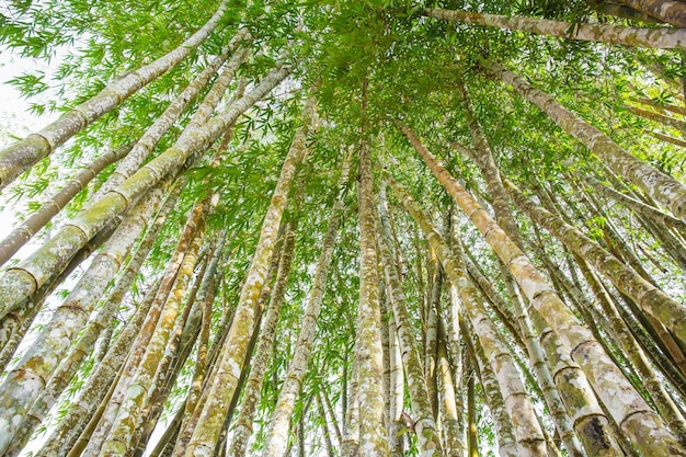 Perspektywa pionowa w gęstym lesie drzew bambusowych z wietrznym światłem słonecznym, zielonym, świeżym lasem natury