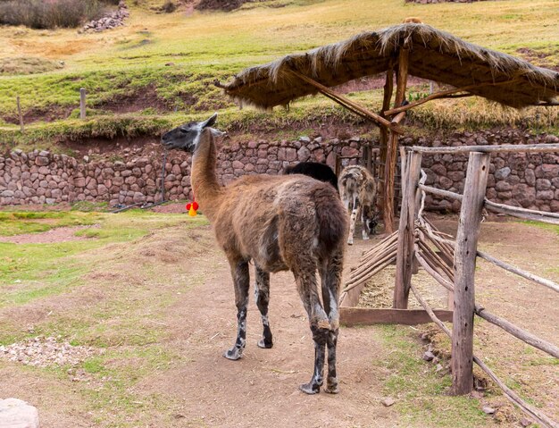 Peruwiańska Lama Farma lam alpakiVicuna w PeruAmeryka Południowa Zwierzę andyjskieLama to południowoamerykańskie wielbłądowate