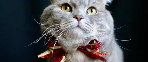 Pet brytyjski szkocki kot prosty na nowy rok 2022 Boże Narodzenie w okularach i czerwonej kokardce zbliżenie na czarnym tle Fajne szare zwierzę świętuje święta