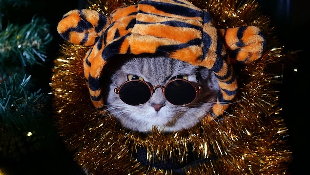 Pet brytyjski szkocki kot prosty w stroju tygrysa leży na tle choinki w sylwestra w okularach Cool animal 2022