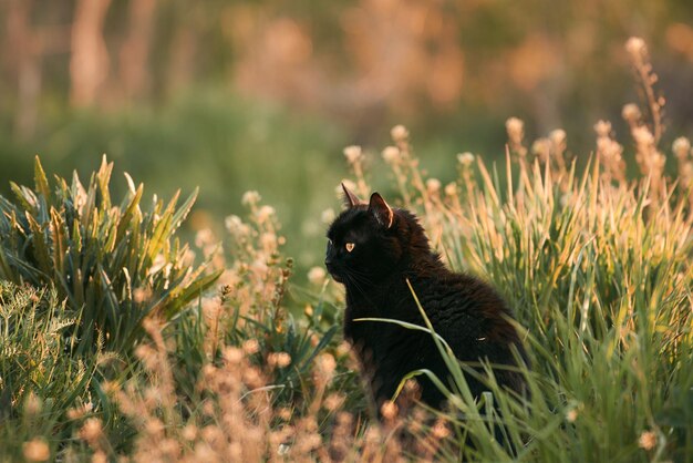 Pet in the grass Koty i kleszcze wiosną Zachód słońca na przedmieściach