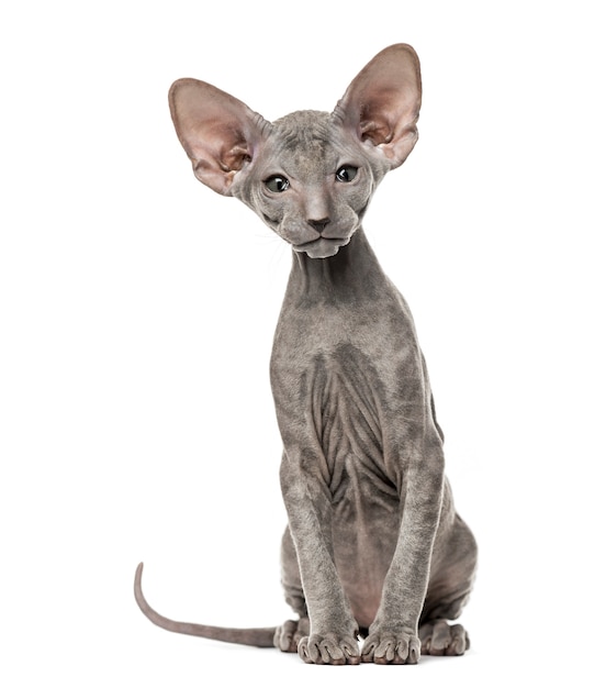 Peterbald kociak patrząc na on aparat, na białym tle