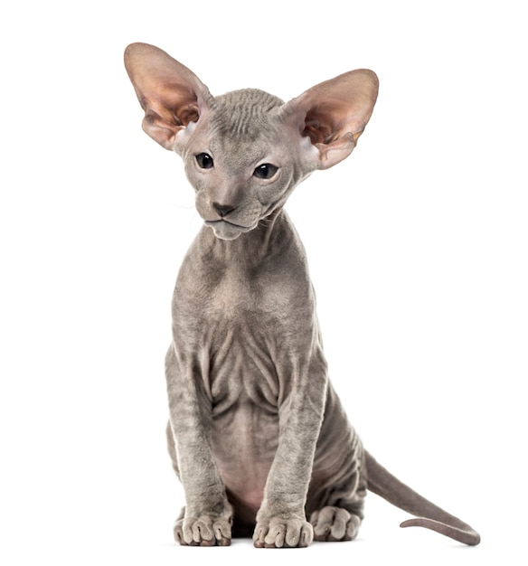 Peterbald kociak siedzi, na białym tle