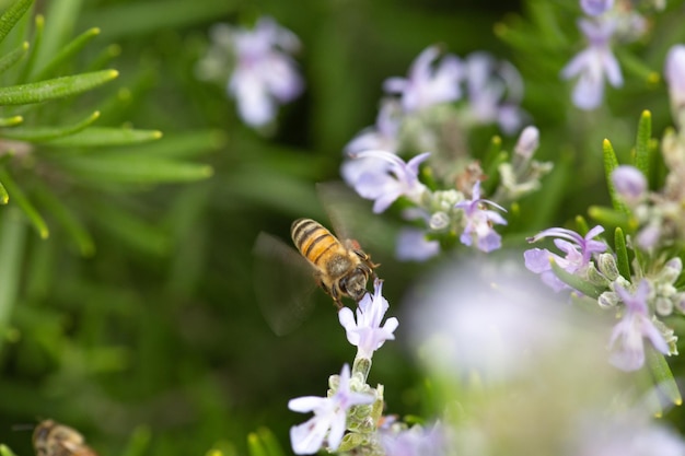 Pętlowa pszczoła miodowa latająca na kwiatku rozmarynu
