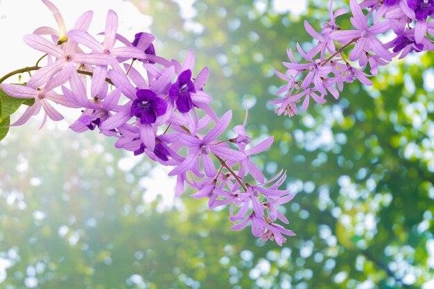 Petrea Volubilis L ogród natura flora natura