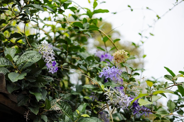 Petrea Volubilis na świeżym powietrzu