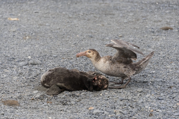 Petrel je martwą fokę