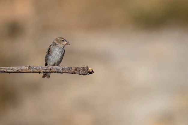 Petronia petronia Wróbel wyjec to gatunek ptaka wróblowego z rodziny Passeridae