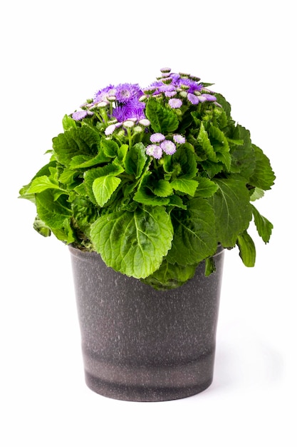 Petunia ageratum w doniczce na białym tle