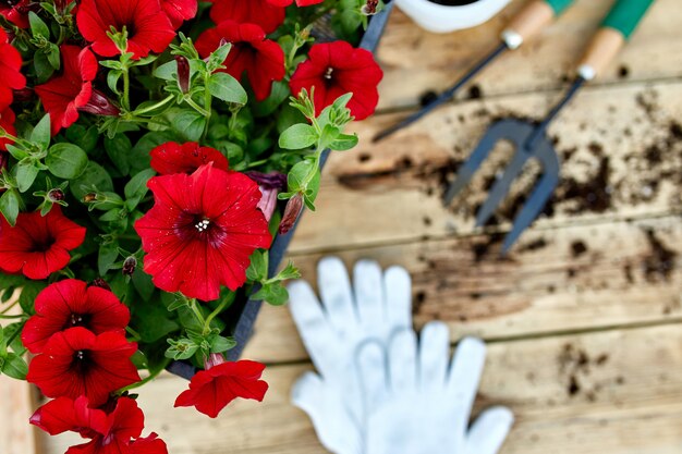 Zdjęcie petunia kwiaty i narzędzia ogrodnicze na podłoże drewniane