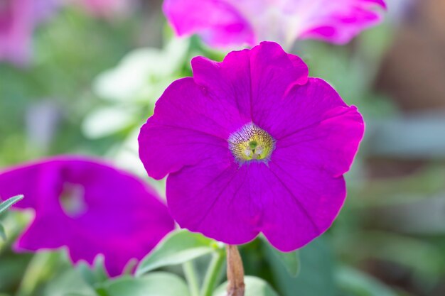 Petunia w ogródzie z zamazanym tłem.