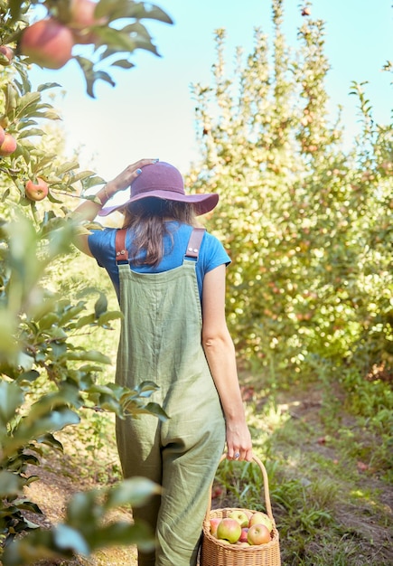 Pewien rolnik zbiera soczyste i pożywne organiczne owoce w sezonie letnim Kobieta trzymająca kosz świeżo zebranych jabłek z drzew w ekologicznym sadzie na zewnątrz w słoneczny dzień od tyłu