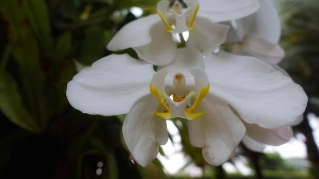 Zdjęcie phalaenopsis amabilis, powszechnie znana w indonezji jako orchidea księżycowa