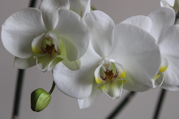 Phalaenopsis aphrodite to gatunek orchidei występujący od południowo-wschodniego Tajwanu po Filipiny.